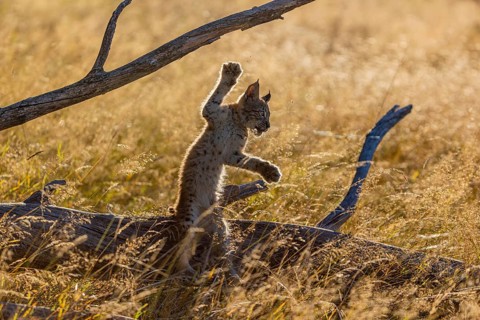 One young (10 weeks old) male Eurasian lynx, (Lynx lynx), falling down from a rotten tree. Backlit