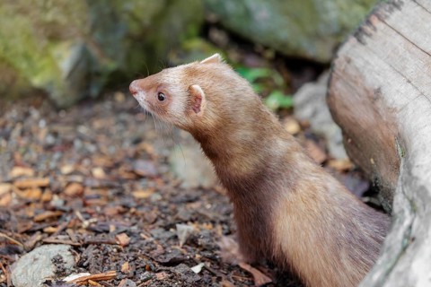 A ferret (Mustela putorius furo) stands under a dead root of a tree, searching for food