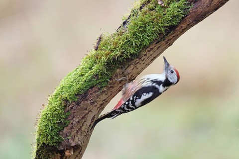 Middle Spotted Woodpecker (Dendrocopos medius), perched upside down beneath a moss-covered branch,