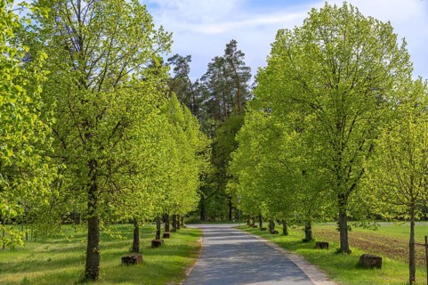 Young lime tree avenue (Tilia), Eckental, Middle Franconia, Bavaria, Germany