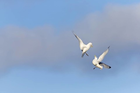 Kittiwake, (Rissa tridactyla), animals, birds, family of gulls, dispute between two gulls,