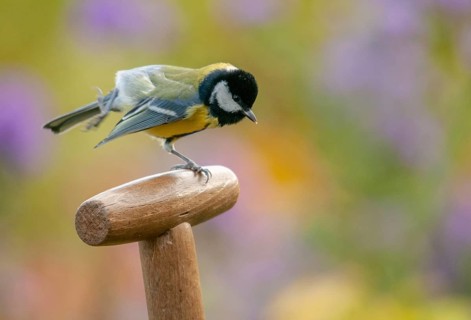 Great tit, great tit, parus major, birds, garden, tits, passeri, songbirds, songbirds, tits, birds