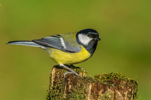 Great Tit (parus major) Great Tit • Baden-Württemberg, Germany, Baden-Württemberg, Federal Republic