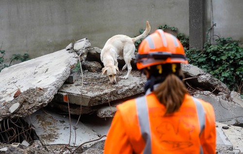 Rescue dog training, the sniffer dogs practise searching for trapped people in the rubble of