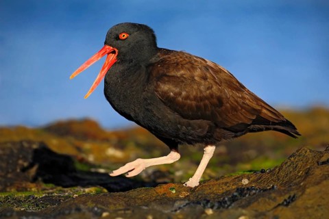 Bird with open red bill. Blakish oystercatcher, Haematopus ater, with oyster in the bill, black