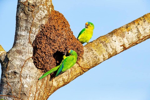Peach-fronted conure (Aratinga aurea) Pantanal Brazil