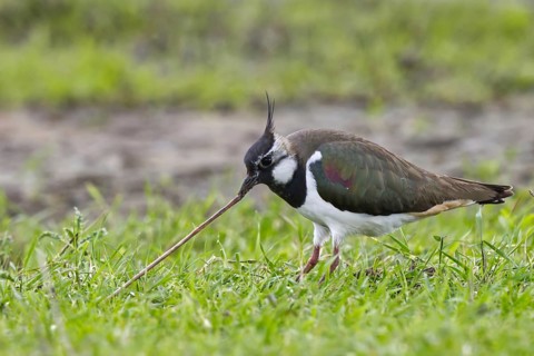 Northern Lapwing (Vanellus vanellus) female eating an earthworm, North Rhine-Westphalia, Germany