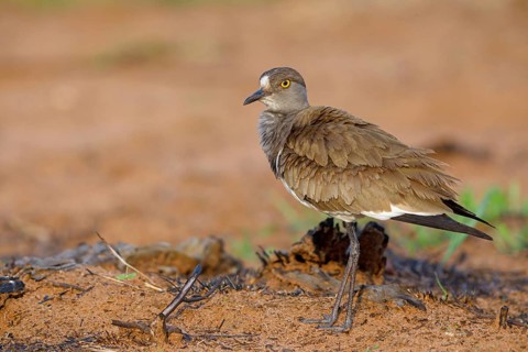 Lapwing (Vanellus lugubris), animals, birds, biotope, habitat, foraging, wader, plover family,