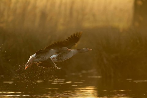 Greylag Goose (Anser anser) pair flying, North Rhine-Westphalia, Germany