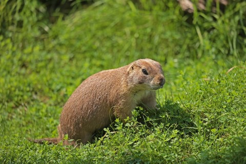 Black-tailed prairie dog (Cynomys ludovicianus), captive