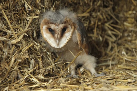 Western Barn Owl (Tyto alba) juvenile, Lower Saxony, Germany