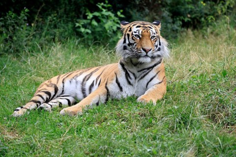 Siberian tiger (Panthera tigris altaica), adult, alert, lying in the grass