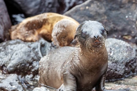 Sea lions (Zalophus wollebaeki), San Cristobal, Galapagos, Ecuador
