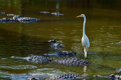 A heron stands on an alligator in the water, surrounded by several alligators, Great Egret (Egretta