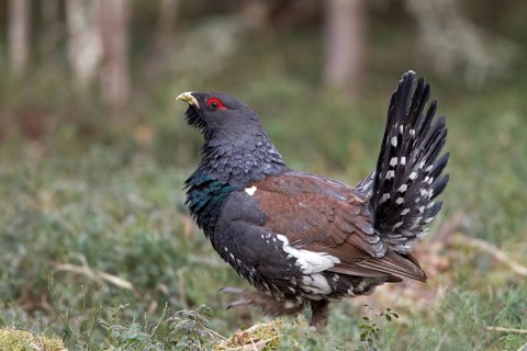 Western Capercaillie (Tetrao urogallus) male, Nizhegorodskaya, Russia