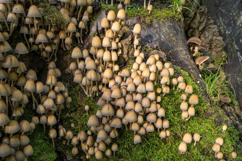 Helminths (Mycena), numerous mushrooms on a tree trunk, North Rhine-Westphalia, Germany