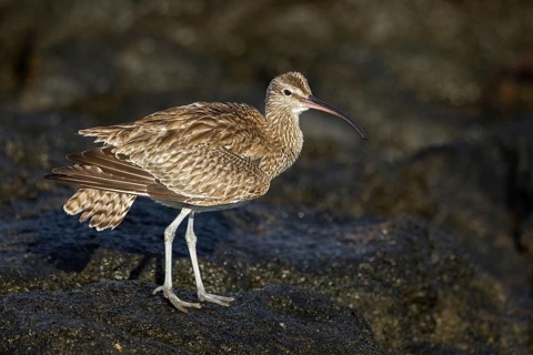 Whimbrel (Numenius phaeopus), Fuerteventura, Spain