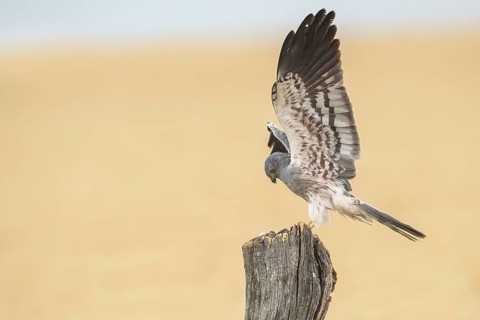 Montagu's Harrier (Circus pygargus) male perched on a post, Andalusia, Spain