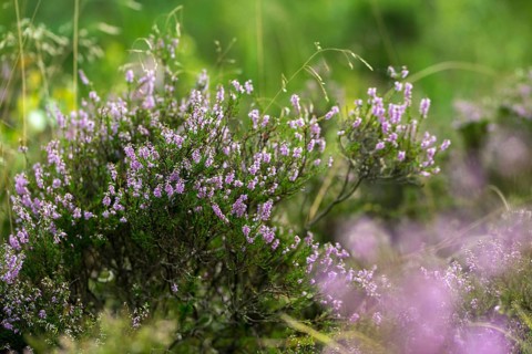 Broomheather, Calluna vulgaris, Ericaceae, heather, common heather, flora, ling, plants, simply