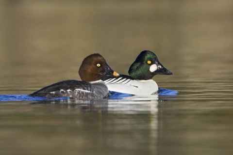 Common Goldeneye (Bucephala clangula), British Columbia, Canada