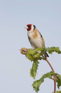 European Goldfinch - Stieglitz - Carduelis carduelis ssp. carduelis, adult male