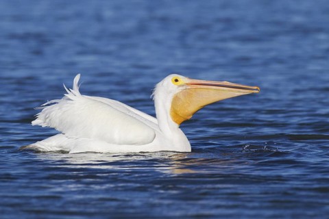 American White Pelican (Pelecanus erythrorhynchos), Florida, USA