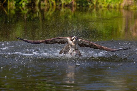 Western osprey (Pandion haliaetus) fishing, Finland