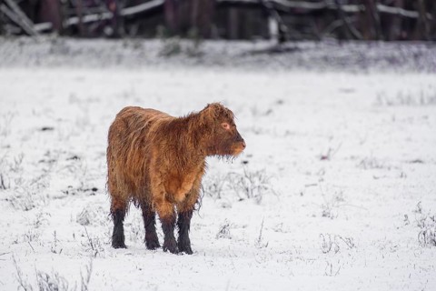 A highland calf (Bos primigenius taurus) stands in a snow-covered pasture