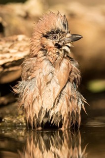 Eurasian Jay (Garrulus glandarius) bathing, Serbia