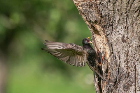 Common Starling (Sturnus vulgaris) at the nest to feed its chicks. Lower Rhine, Alsace, France