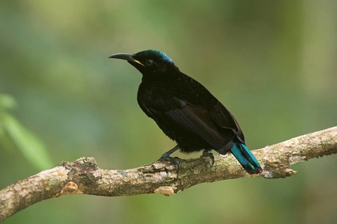 Victoria's Riflebird (Ptiloris victoriae) male perched on a branch, Queensland, Australia