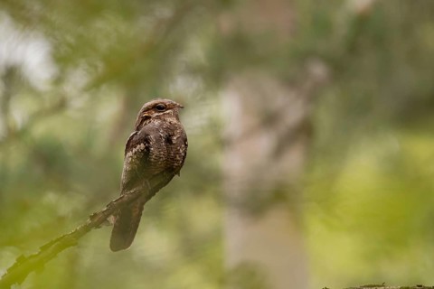 European Nightjar (Caprimulgus europaeus) perched on a branch, Brandenburg, Germany