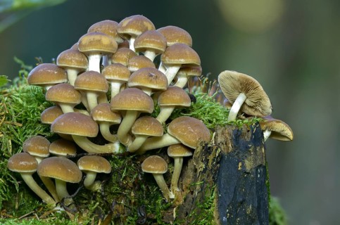 Cluster crumblecap, psathyrella hydrophila, psathyrella piluliformis, white-stemmed stick sponge,