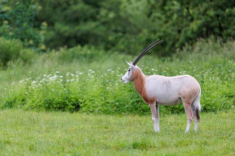A Scimitar Oryx (Oryx dammah) stands in a green meadow on a cloudy day. Extinct in the wild.