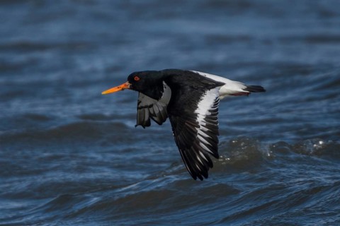 Eurasian Oystercatcher (Haematopus ostralegus) flying, Schleswig-Holstein, Germany