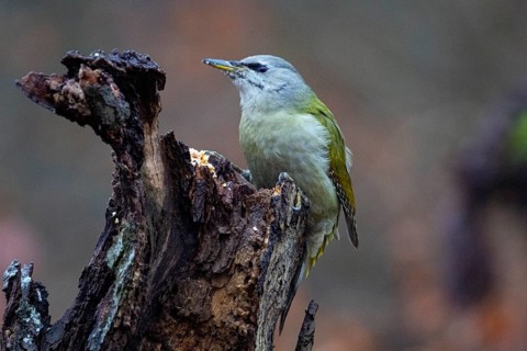 Grey-headed Woodpecker (Picus canus) wbl Germany