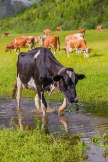 Holstein Friesian cattle stand on a green meadow at a puddle and drink. A reflection of the cows