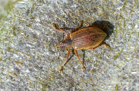Coppery broad-nosed weevil, coppery weevil, polydrusus mollis, beetle, coleoptera, insects, beetles