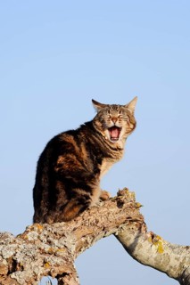 House cat sitting on a log and yawns, Algarve, Portugal