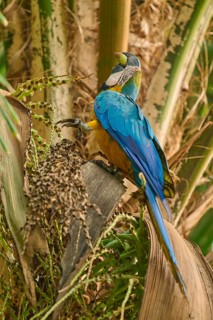 A parrot sits amongst palm fronds in a tropical setting: a yellow-breasted macaw (Ara ararauna),