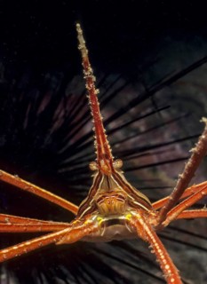 Underwater photo Head portrait Portrait of yellow-line dart crab (Stenorhynchus lanceolatus) Lancet