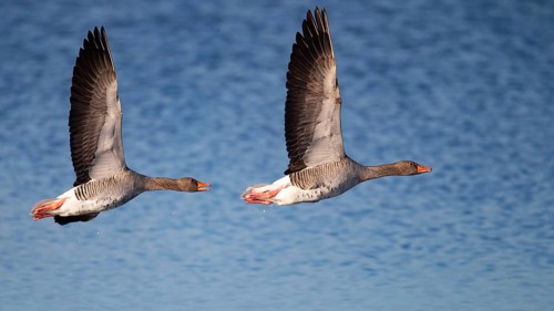 Pair of greylag geese flying together, in the Großen Rosin Moor nature reserve,