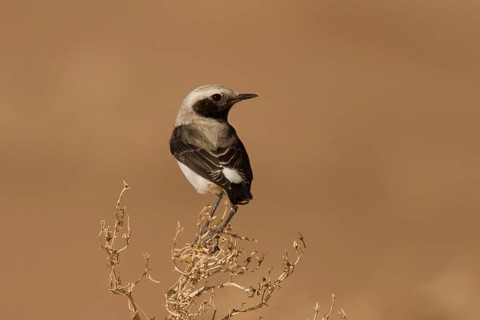 Mourning Wheatear (Oenanthe lugens) female, Morocco