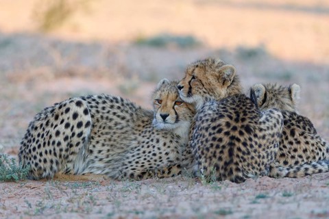 Cheetahs (Acinonyx jubatus), mother (left) with her two cubs, lying in the dry grassland, looking