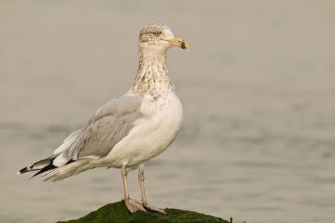 American Herring Gull (Larus smithsonianus), New Jersey, USA