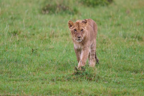 A lone lion cub explores its surroundings in the countryside, lion (Panthera leo), Masai Mara