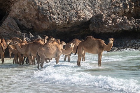 Dromedary (Camelus dromedarius), camels, bathing in the sea, Oman