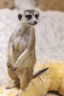 Meerkat (Suricata suricatta) at the Chattanooga Zoo in Chattanooga, Tennessee