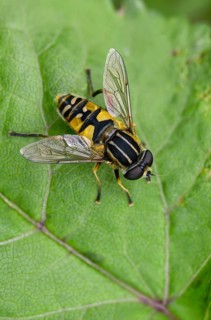 Common tiger hoverfly, common swamp hoverfly, helophilus pendulus, sunfly, swamp hoverfly, high