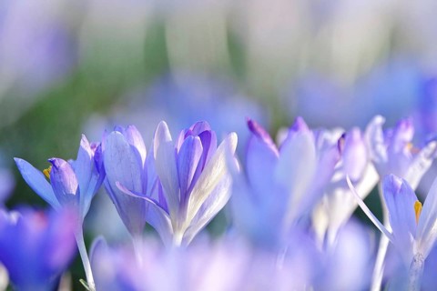 Beautiful crocus blossom at the beginning of March, Germany
